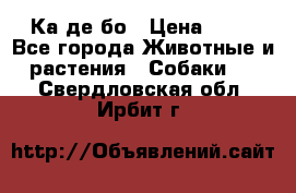 Ка де бо › Цена ­ 25 - Все города Животные и растения » Собаки   . Свердловская обл.,Ирбит г.